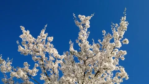 Branches of tree with white flowers  swaying in wind Stock Footage 334856457