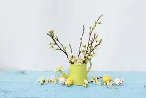 Branches of a tree with white flowers in a vase of light green color, colored Stock Photos