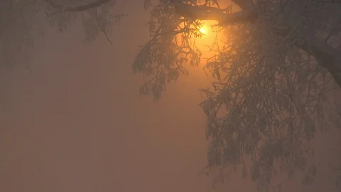 Branches of the tree in the wind in the cold winter evening Stock Footage 101753338