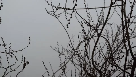 Branches of a tree in the wind Stock Footage 335203658