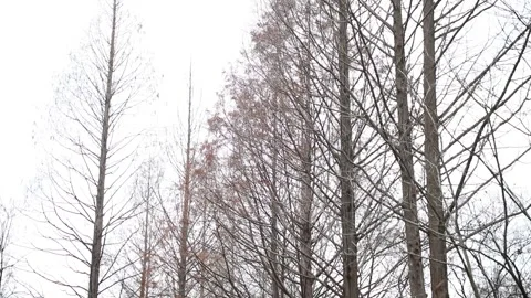  branches of a tree in winter Video stock 303885419