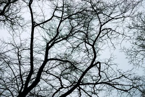 The branches of a tree in winter graphic black and white Stock Photos