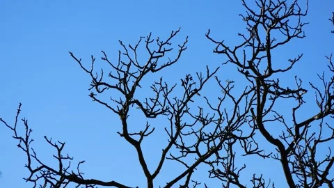 Branches of a tree without leaves against the background of a clear blue sky Stock Footage 265742126