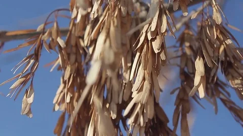 Branches of tree without leaves on the blue sky background, wind Video stock 72754917