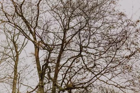 Branches of a tree without leaves during winter Stock Photos
