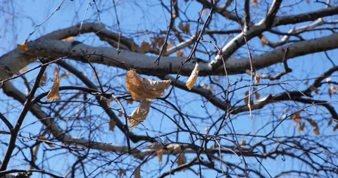 The branches of a tree with yellow dry leaves sway in the wind Video stock 195845373