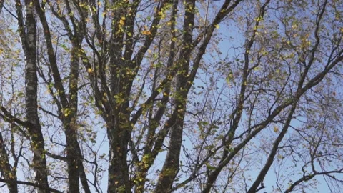 Branches of the tree with yellow drying leaves against the blue sky sway in Stock Footage 162966858