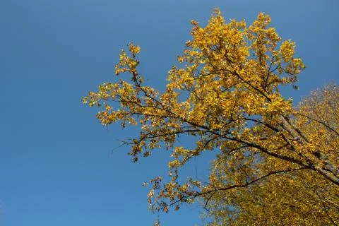 Branches of a tree with yellow leaves and sky Stock Photos