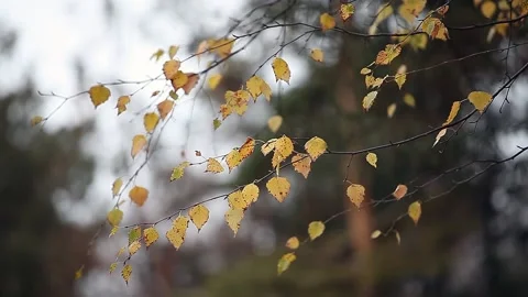 The branches of a tree with yellow leaves swaying in the wind in the Park Stock Footage 153867129