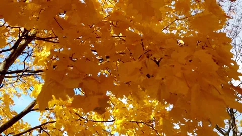 Branches of a tree with yellow maple leaves are swaying in strong wind. Gol.. Stock Footage 320117040