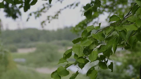 Branches of a tree with young bright green leaves. They swing in the wind. .. Stock Footage 241256859