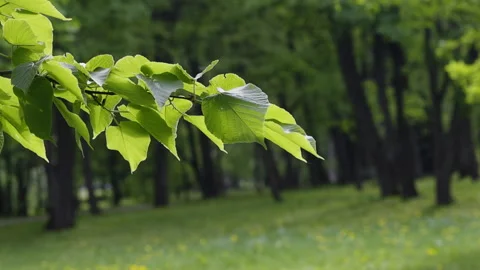 Branches of a tree with young bright green leaves. They swing in the wind. .. Stock Footage 241257033