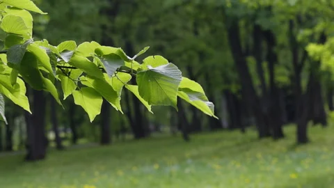Branches of a tree with young bright green leaves. They swing in the wind. .. Stock Footage 241257097