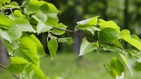 Branches of a tree with young bright green leaves. They swing in the wind. .. Stock Footage 241257128