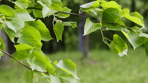 Branches of a tree with young bright green leaves. They swing in the wind. .. Stock Footage 241257349