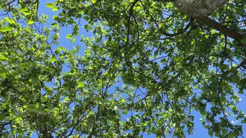 The branches of a tree with young green leaves sway in the wind against a bright Stock Footage 197406841
