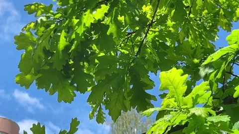 Branches of a tree with young green oak leaves illuminated by the sun. Stock-Footage 315515102