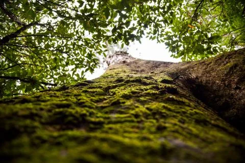 Branches of the tree6 写真素材