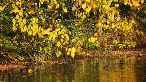 The branches of the trees above the lake Stock Footage 10892794