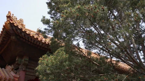 Branches of trees against the background of China Beijing Forbidden city Stock Footage 64848543