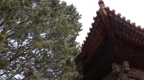 Branches of trees against the background of China Beijing Forbidden city Stock Footage 64947551