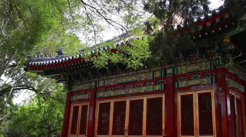 Branches of trees against the background of China Beijing Forbidden city Stock Footage 64947563