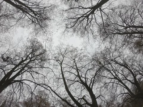 Branches of trees against the background of a cloudy autumn sky, bottom view. Stock Photos