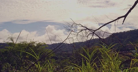 Branches of trees against the background of green mountains. Stock Footage 82775808