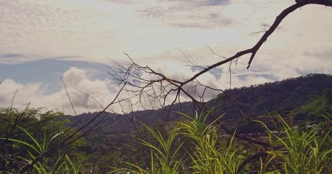 Branches of trees against the background of green mountains. Stock Footage 82776156