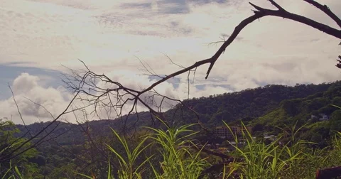 Branches of trees against the background of green mountains. Stock Footage 82776311