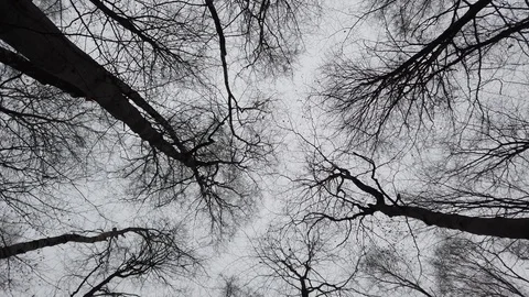 Branches of trees against the background of the sky. Vídeo Stock 123417421