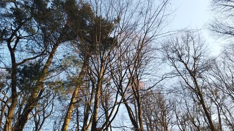 Branches of trees against the background of the sky. Stock Footage 123771374