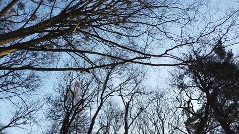 Branches of trees against the background of the sky. Stock Footage 123771433