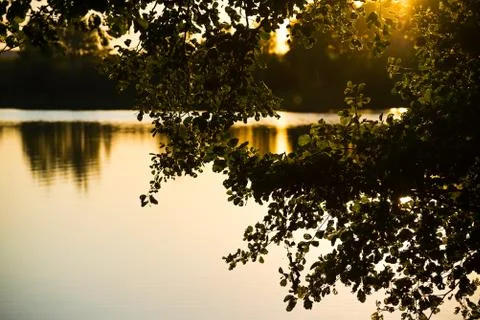 Branches of trees against the background of a sunset Fotos Stock