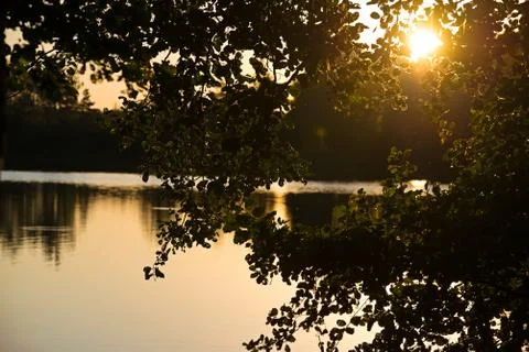Branches of trees against the background of a sunset 写真素材