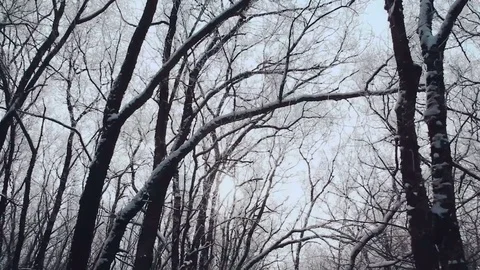 Branches of trees against the background of the winter sky. Branches of trees Stock Footage 84911173