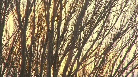 Branches of trees against the background of a winter sky at sunset Stock Footage 87275173