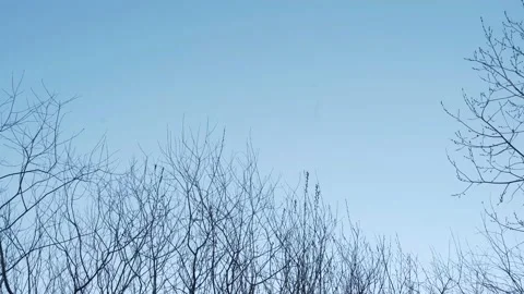 Branches of trees against the blue sky Beautiful trees Buds open and green Stock Footage 153708603