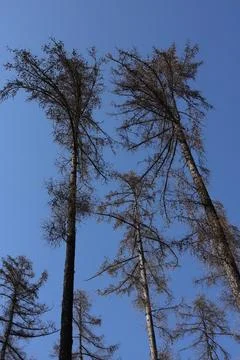 The branches of the trees against the blue sky in the spring forest Stock Photos