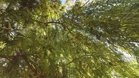 Branches of trees against the sky Stock Footage 137443303