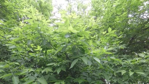 Branches of trees against the sky Stock Footage 155487350