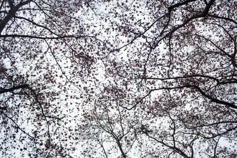 The branches of trees against the sky Stock Photos
