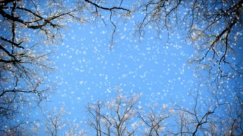 Branches of trees and falling snow against a blue sky Stock Footage 45725960