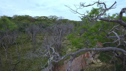 Branches of trees and a river in the junglе Stock Footage 220307236