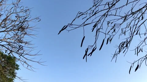 Branches Of Trees and Treetop On Blue Sky Stock Footage 273292358