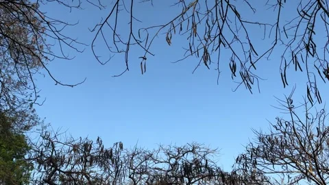 Branches Of Trees and Treetop Frame On Blue Sky Stock Footage 273292205