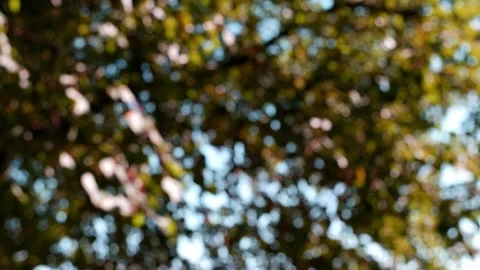 The branches trees are blurred. Defocusing the background. Bokeh of tree leaves. Stock Footage 169646239