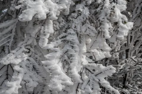 The branches of the trees are covered with a thick layer of frost and snow. 写真素材