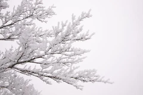 The branches of the trees are covered with white snow. Stock Photos