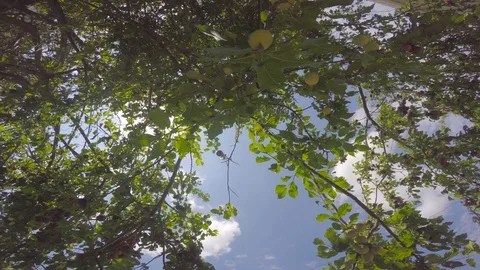 The branches of the trees are littered with fruit to glow with the rays of the Vídeos de archivo 89103420